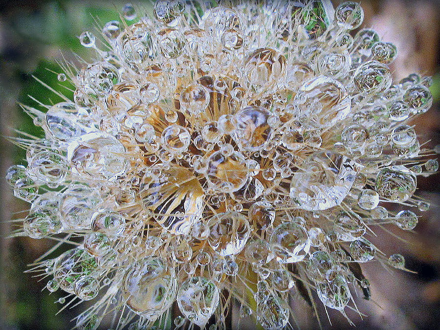 Dandelion Seed Prisms Photograph by Suzy Piatt
