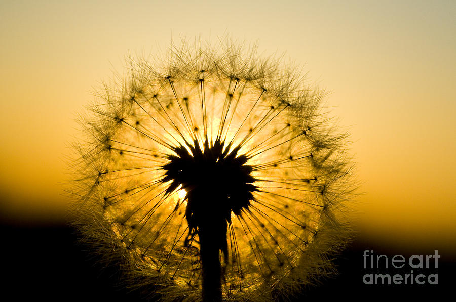 Dandelion Seedhead At Sunset Photograph by William H. Mullins