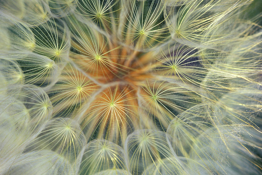Abstract Photograph - Dandelion Seedhead Close-up by Jaynes Gallery
