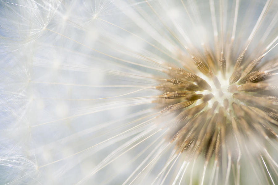Nature Photograph - Dandelion Seedhead Noord-holland by Mart Smit