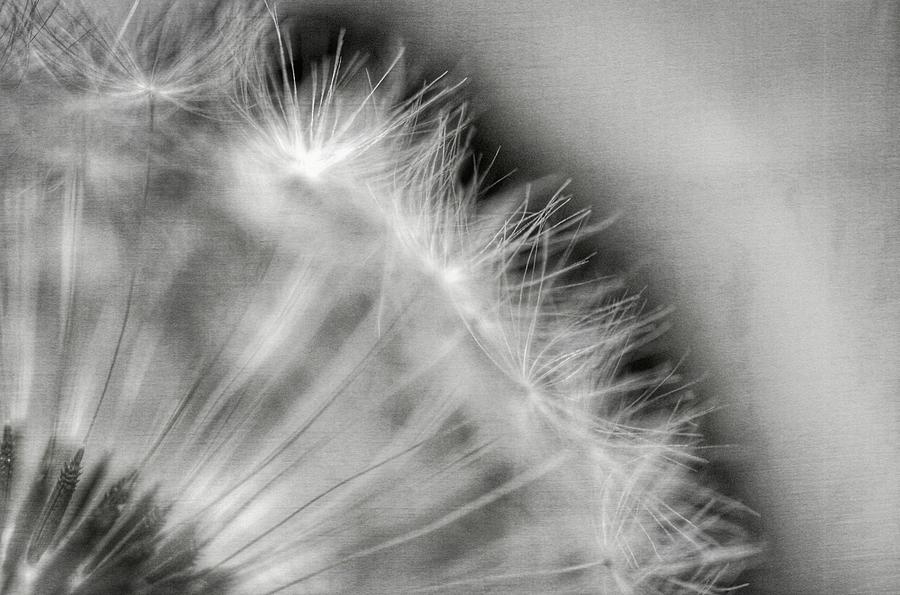 Nature Photograph - Dandelion Seeds - Black and White by Marianna Mills