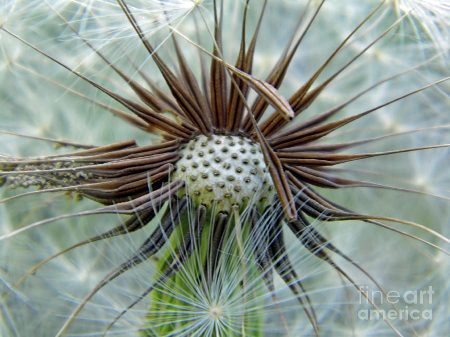 Dandelion Seed Puff Photograph by D Hackett