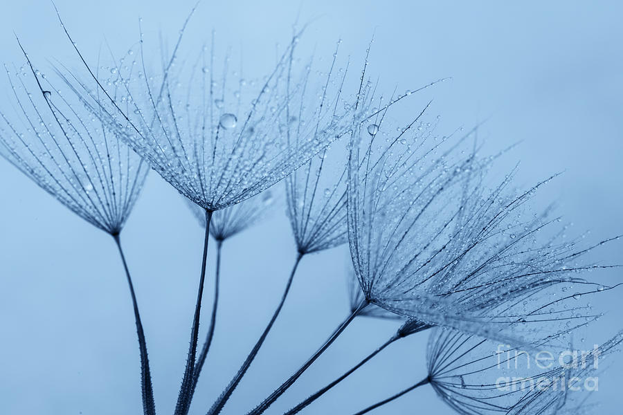 Dandelion seeds decorated with dew drops Photograph by Vishwanath Bhat