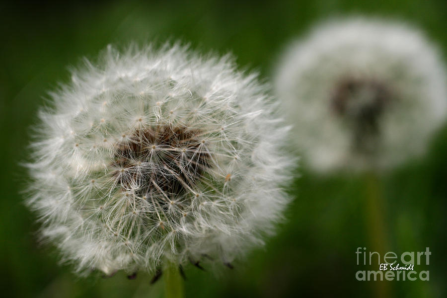 Dandelion Seeds Photograph by E B Schmidt