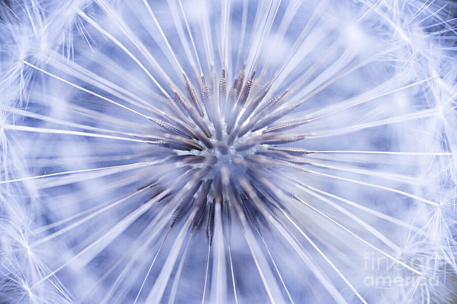 Dandelion Seeds 3 Photograph