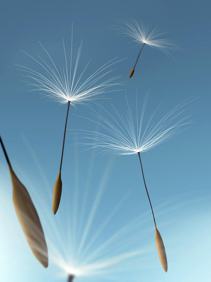 Dandelion Seeds Flying In The Blue Sky Photograph by Artpartner-images