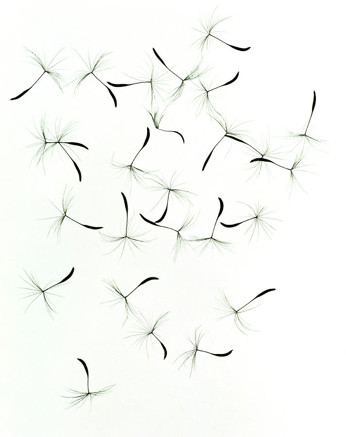 Dandelion seed tattoo on the left inner forearm.