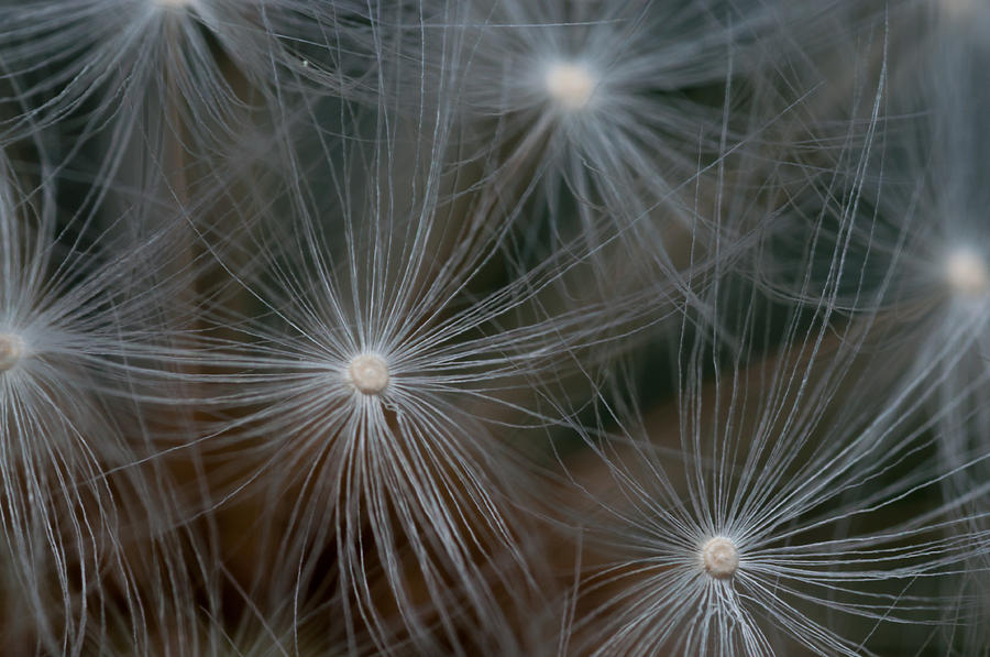 Dandelion Seeds II Photograph by Ingela Christina Rahm