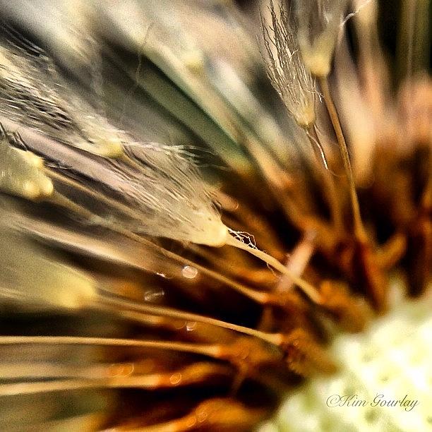 Dandelion Seeds In Macro Photograph by Kim Gourlay