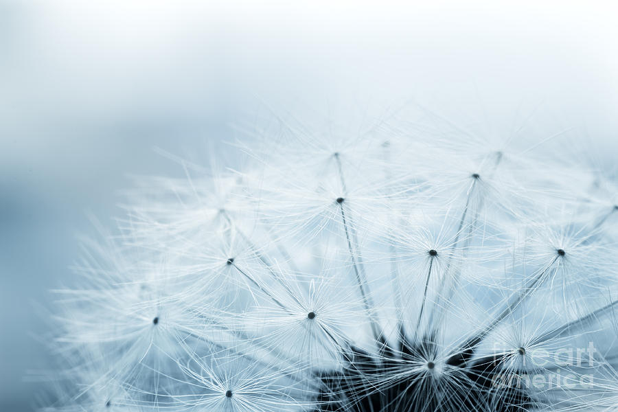 Abstract Photograph - Dandelion seeds by Mythja Photography