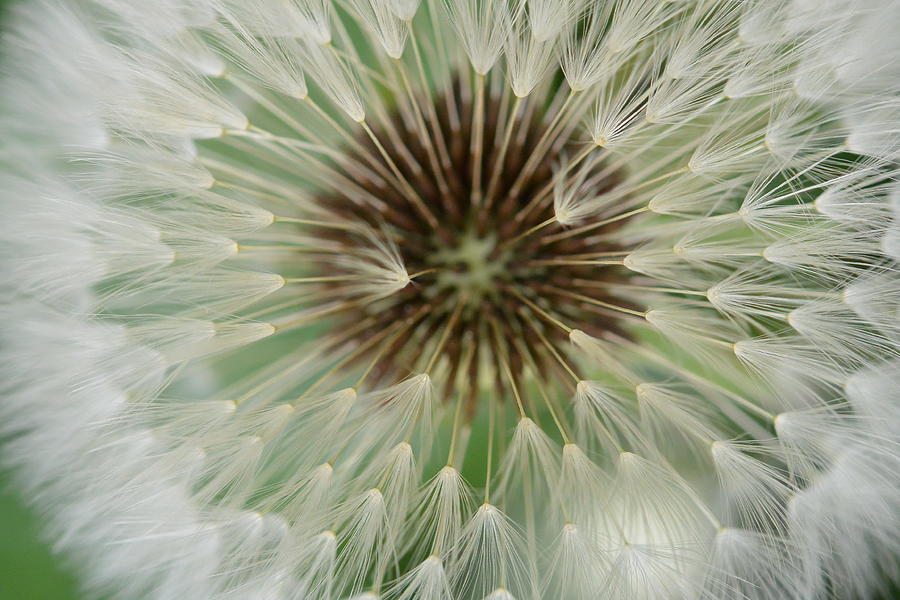 Dandelion Photograph - Dandelion Seeds  by Nicki Bennett