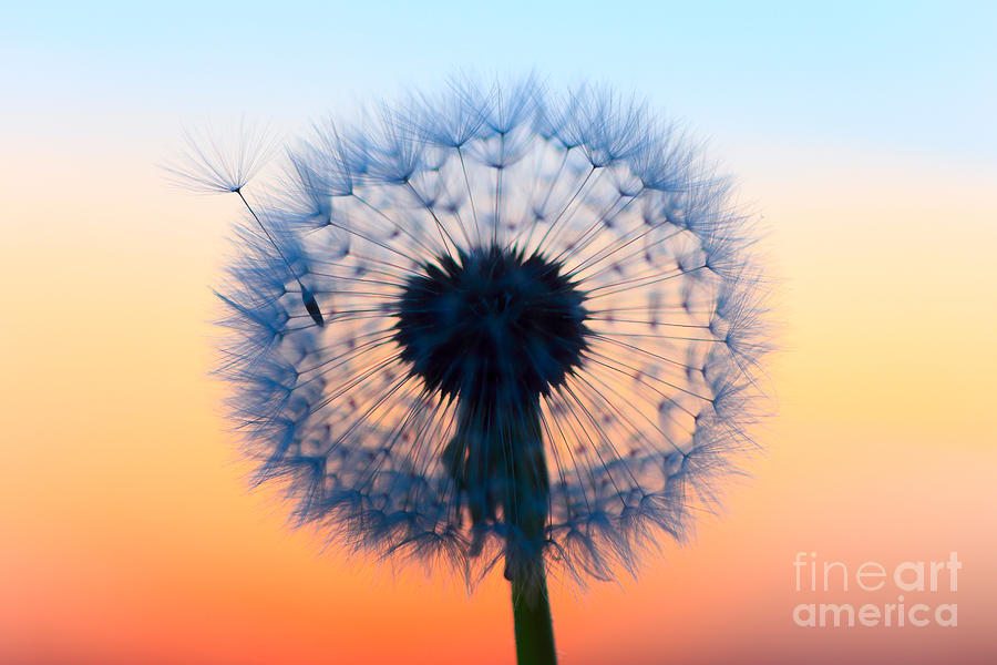 Common Dandelion Photograph - Dandelion Seeds by Patrick Frischknecht