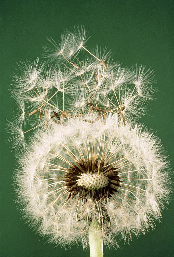 Dandelion Seeds Photograph by Perennou Nuridsany