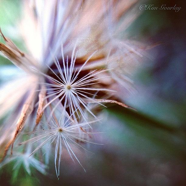 Macro Photograph - Dandelion Seeds Ready For Flight by Kim Gourlay