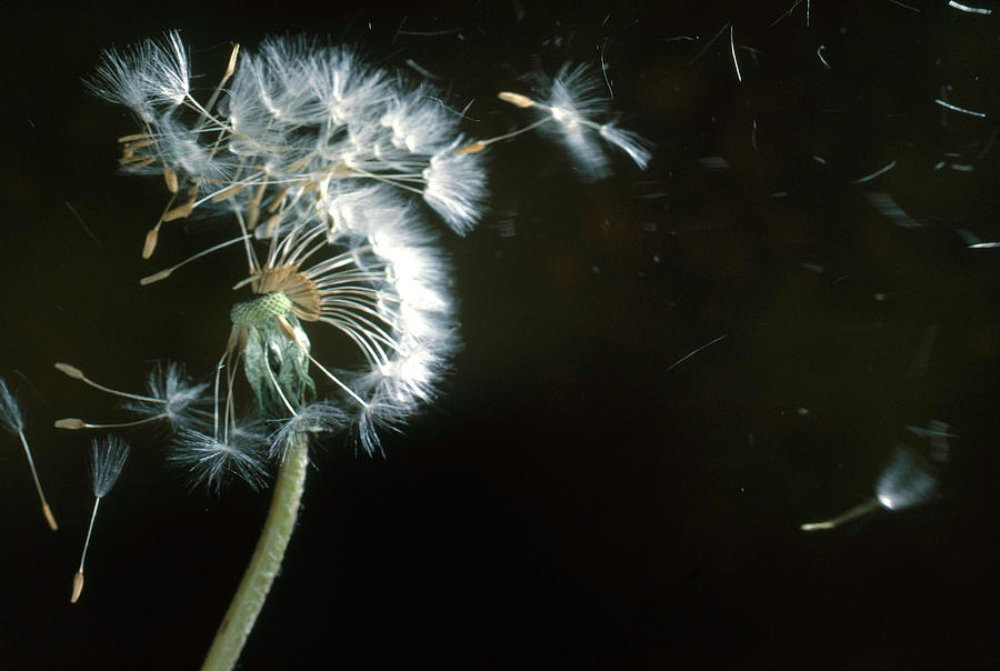 Dandelion Seeds Photograph by Tom Branch