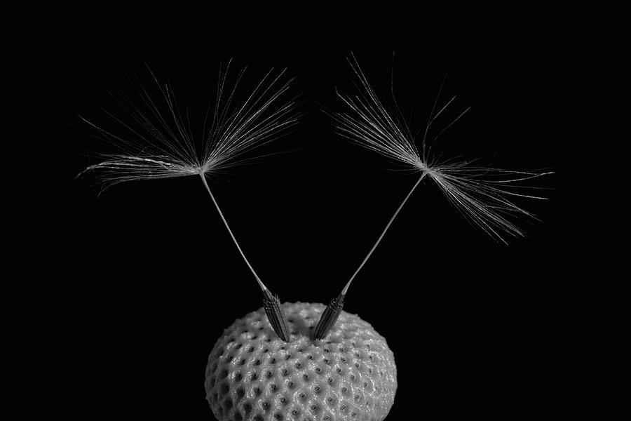 Dandelion Seeds  Waterloo, Quebec Photograph by David Chapman