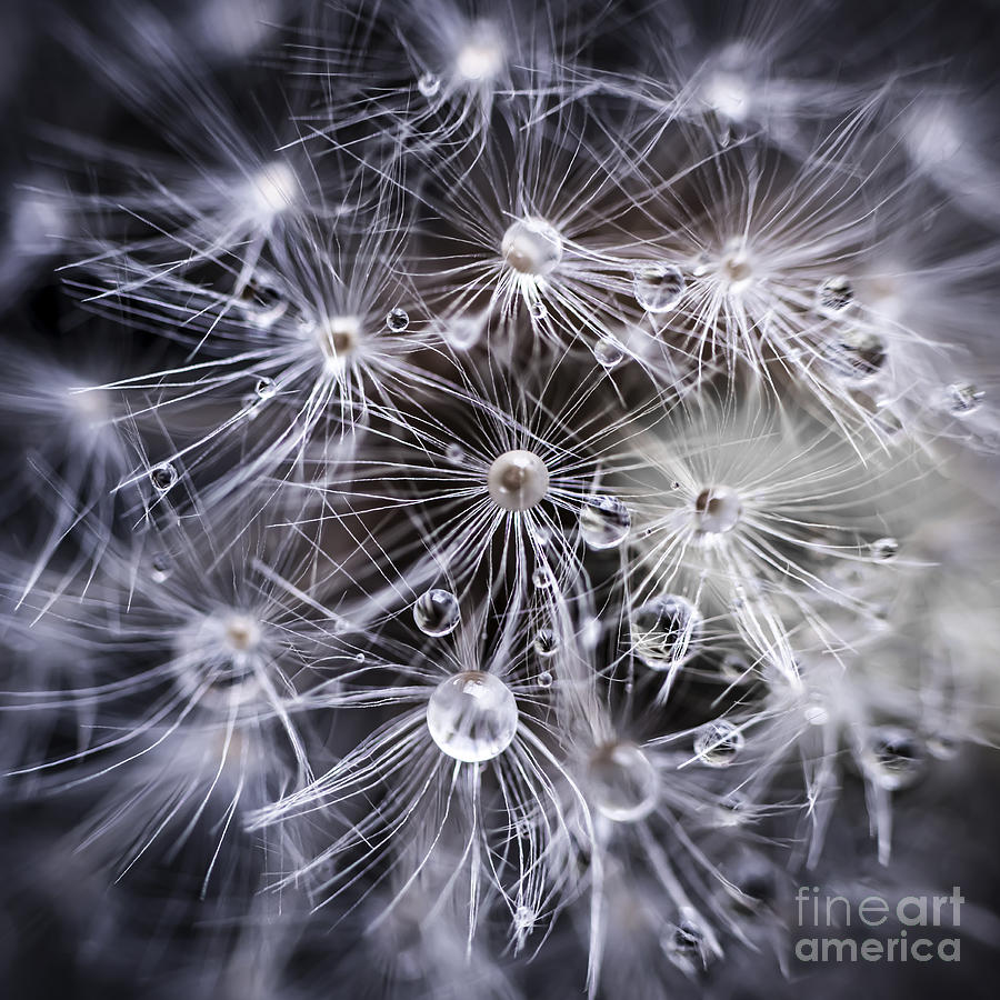 Nature Photograph - Dandelion seeds with water drops by Elena Elisseeva