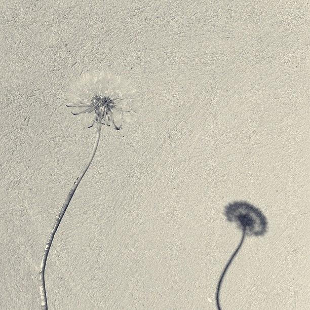 Dandelion Shadow Photograph by Maria Aavecma