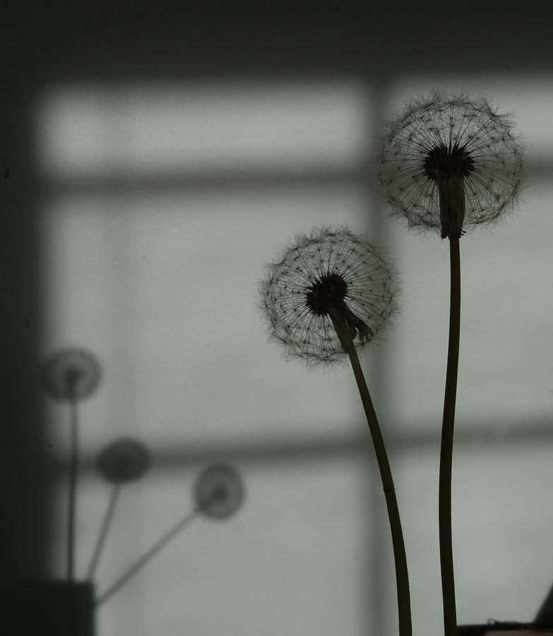 Dandelion Shadows  Photograph by Margie Avellino