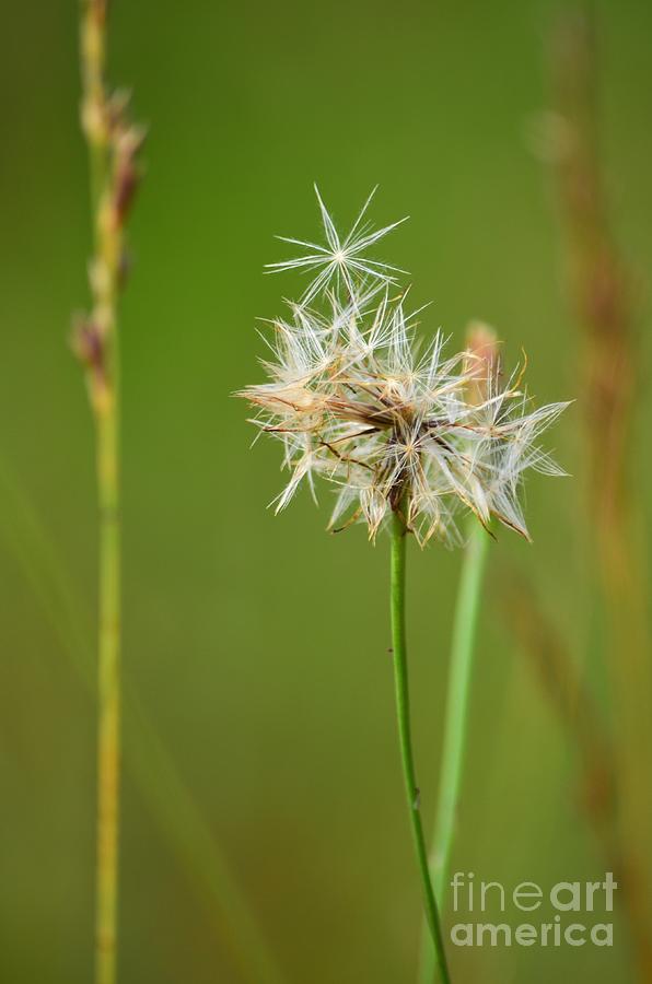 Nature Photograph - Dandelion Star by Kerri  Lane