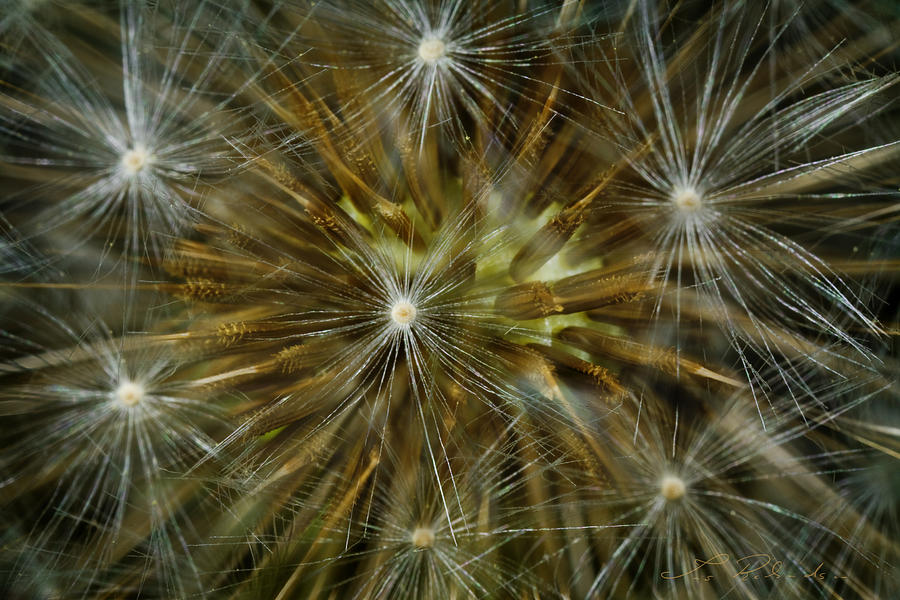 Flowers Still Life Photograph - Dandelion Starburst by Iris Richardson