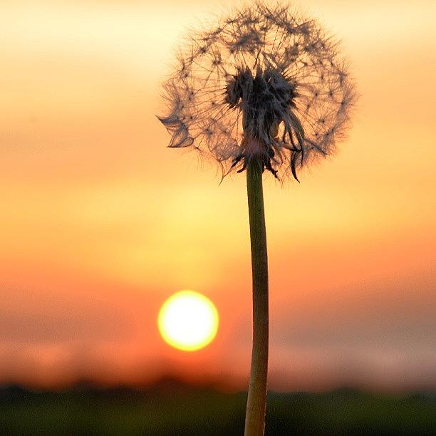 Nature Photograph - Dandelion Sunset by Marian Farkas