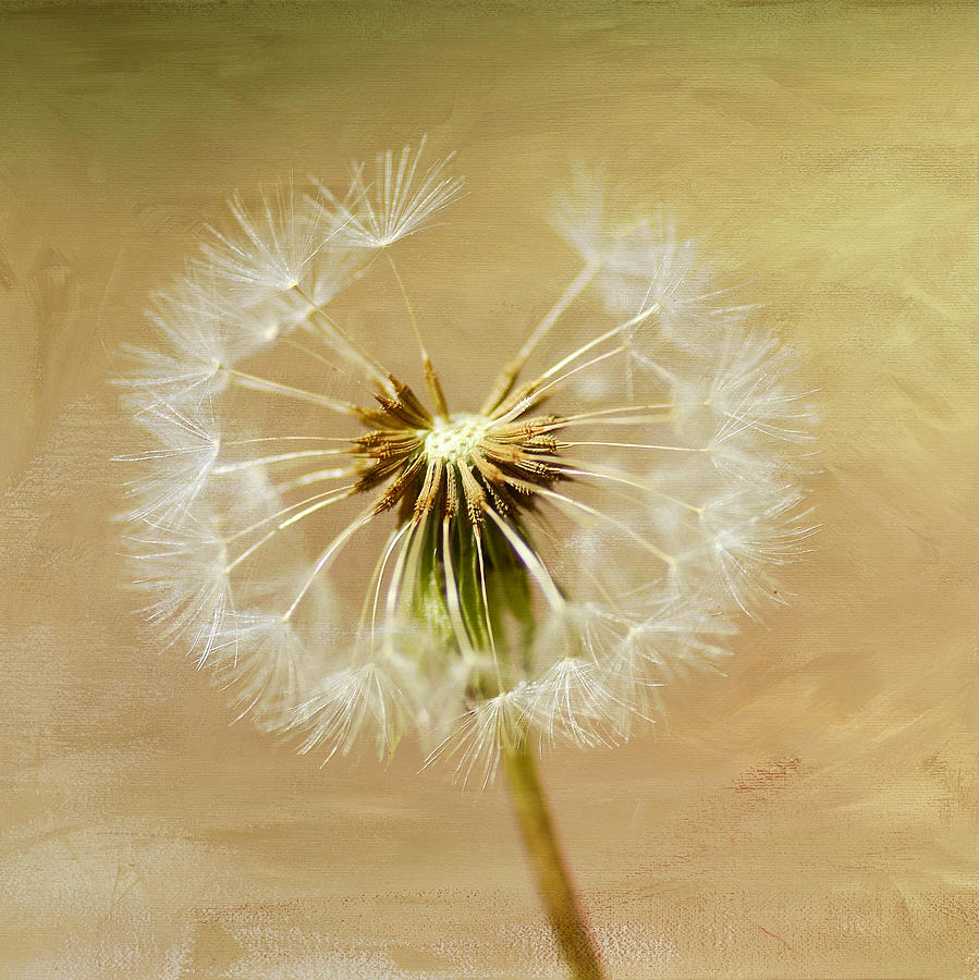 Dandelion Swirl Photograph by Fraida Gutovich