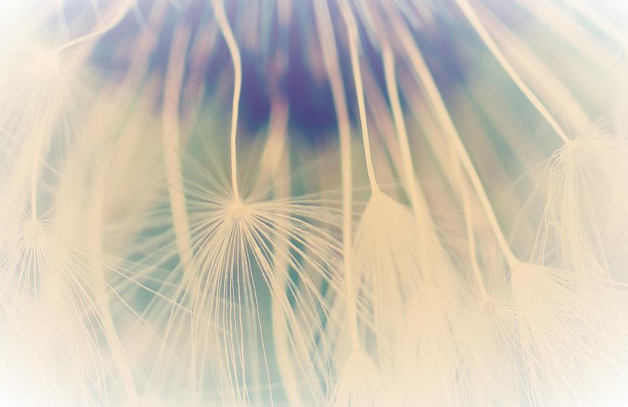 Abstract Photograph - Dandelion by The Art Of Marilyn Ridoutt-Greene