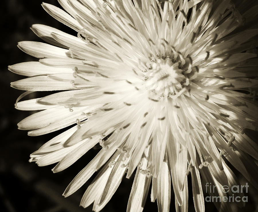 Dandelion Photograph by Tom Brickhouse