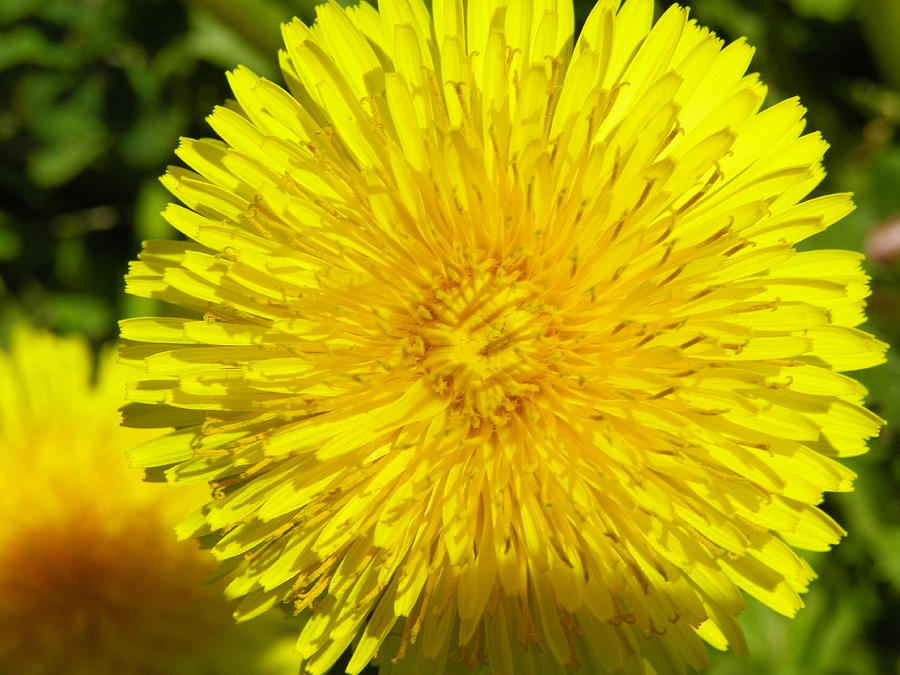 Dandelion Up Close Photograph by Gene Cyr - Fine Art America