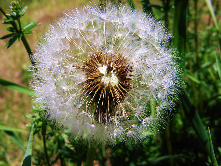 Dandelion Up Close Photograph by Sherman Perry - Pixels