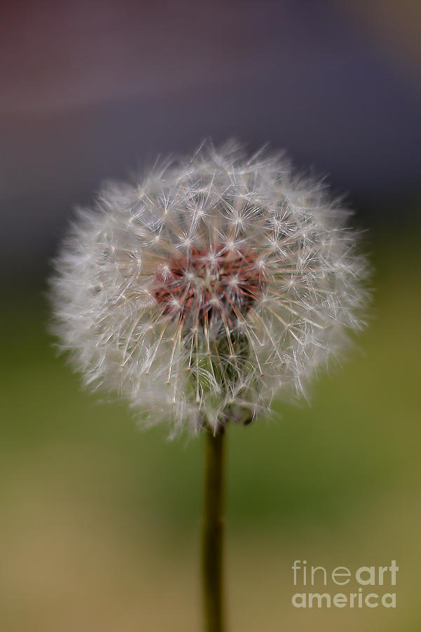 Flower Photograph - Dandelion by Wayne Valler