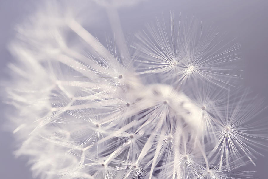 Summer Photograph - Dandelion Weed Lavender by Jennie Marie Schell