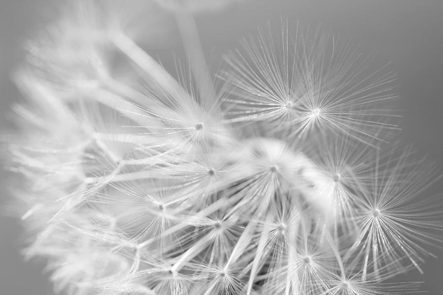Nature Photograph - Dandelion Weed Monochrome by Jennie Marie Schell