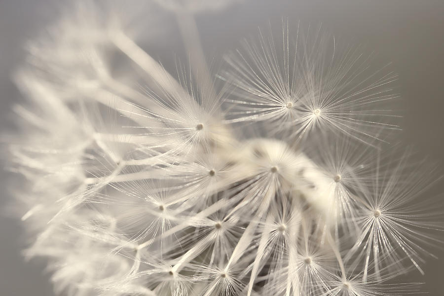 Nature Photograph - Dandelion Weed Soft Gray Brown by Jennie Marie Schell