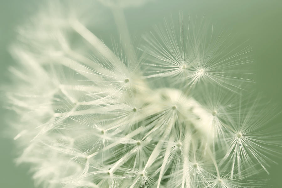 Nature Photograph - Dandelion Weed Soft Green by Jennie Marie Schell
