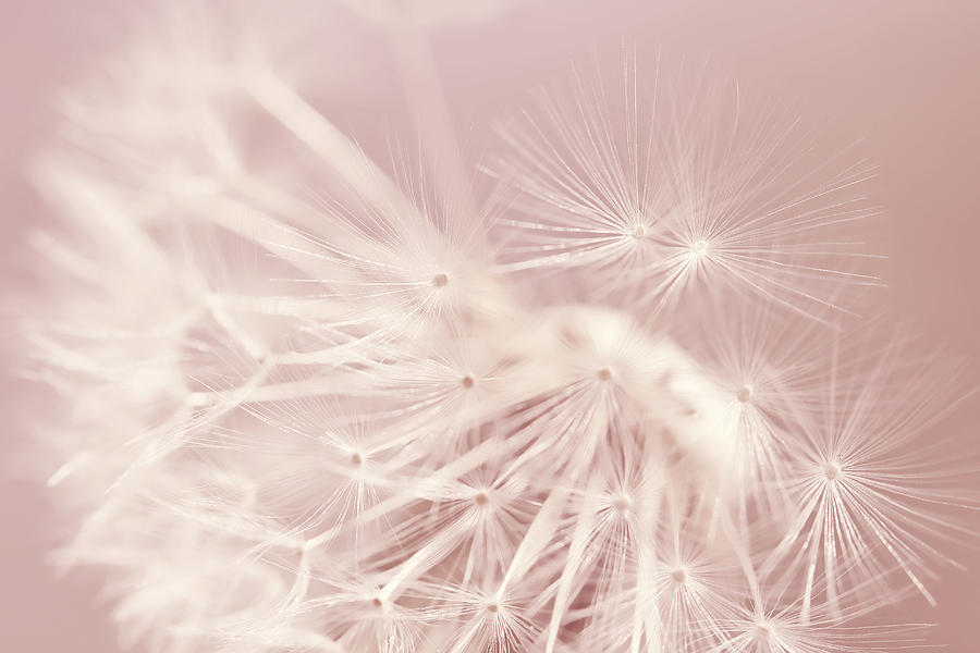 Abstract Photograph - Dandelion Weed Soft Pink by Jennie Marie Schell