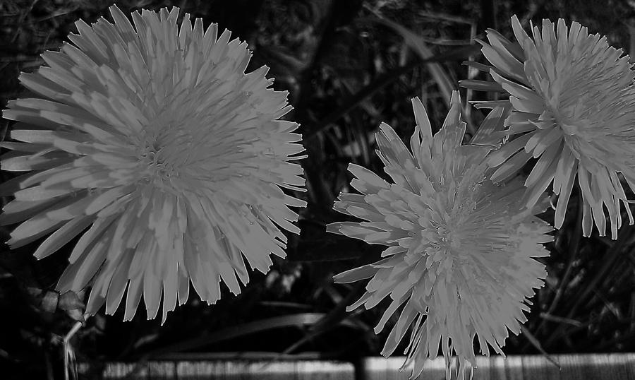 Flower Photograph - Dandelion Weeds? b/w by Martin Howard