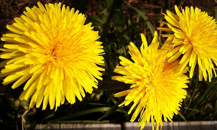 Dandelion Weeds? Photograph by Martin Howard