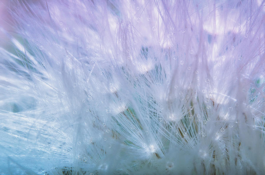 Flower Photograph - Dandelion whispers by Camille Lopez