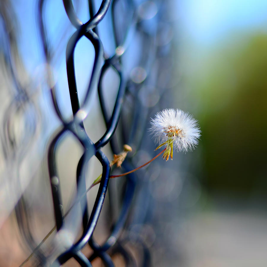 Nature Photograph - Dandelion Wish by Laura Fasulo