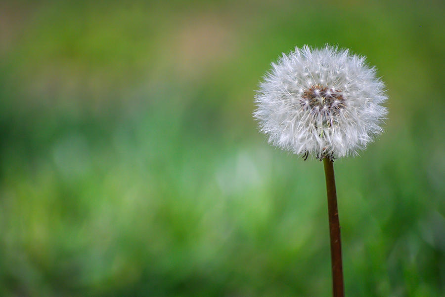 Dandelion Wish Photograph by Terry DeLuco