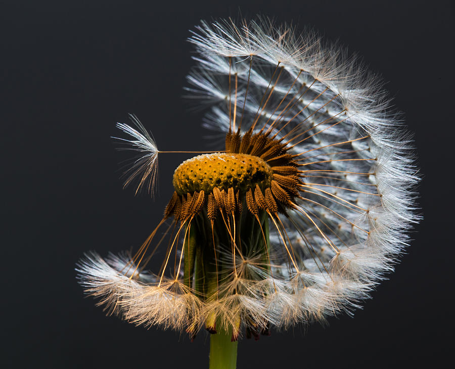 Dandelion Wishes Photograph by Angie Vogel