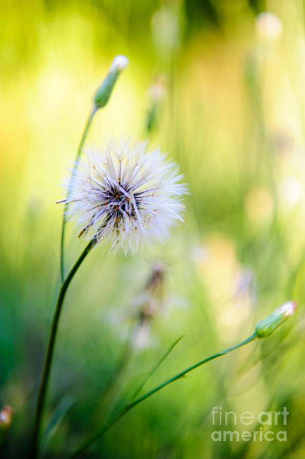 Flowers Still Life Photograph - Dandelion Wishes by Charles Dobbs
