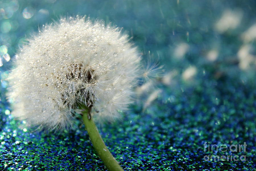 Dandelion Wishes Photograph by Krissy Katsimbras