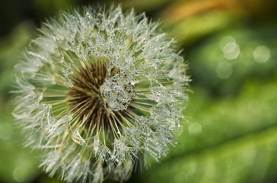 Dandelion with water drops Photograph by Paulo Goncalves - Fine Art America