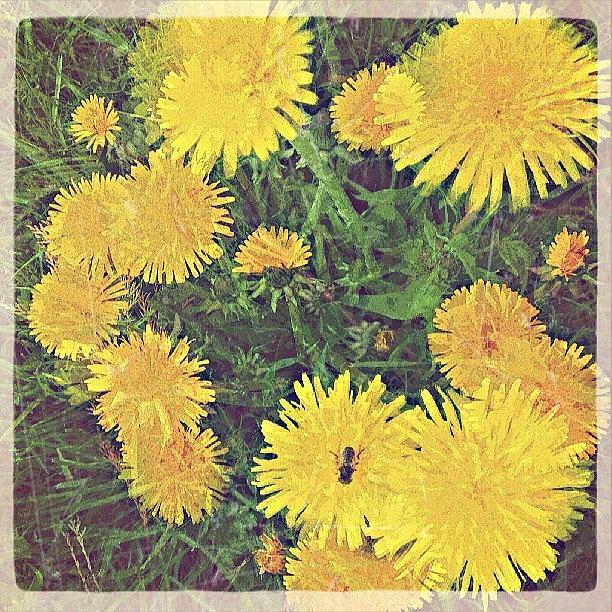 Spring Photograph - #dandelions. .. #today #wales #spring by Linandara Linandara