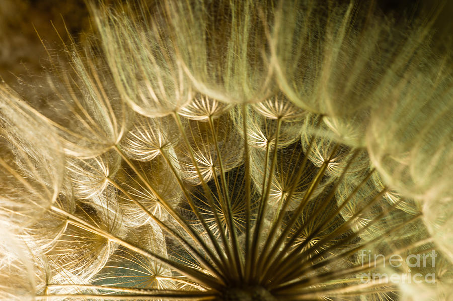 Dandelions 04 Photograph by Iris Greenwell