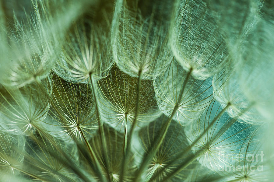 Abstract Photograph - Dandelions 06 by Iris Greenwell