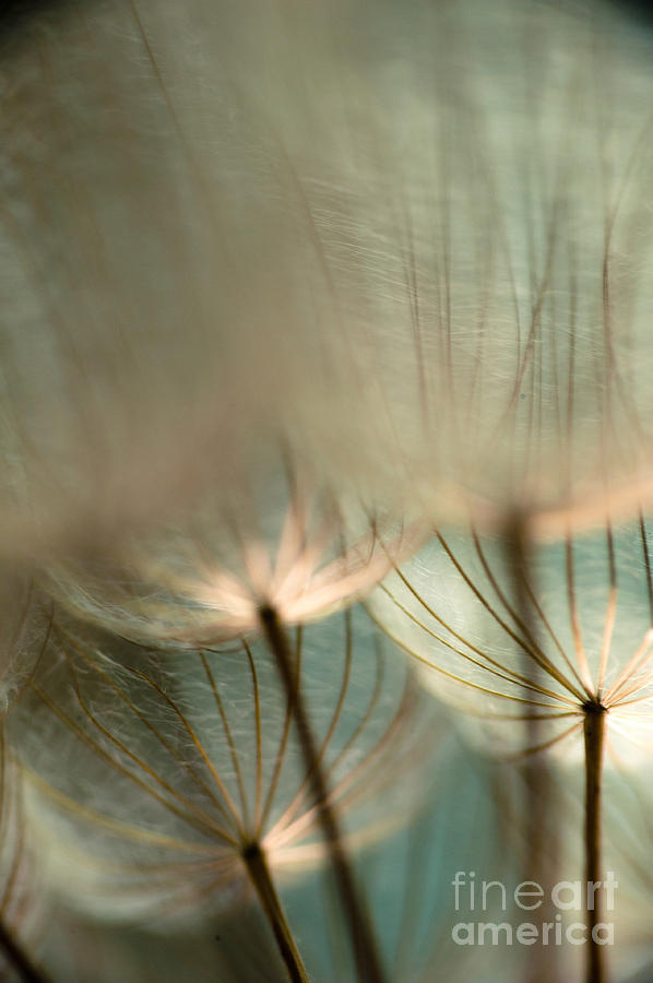 Dandelions 12 Photograph by Iris Greenwell